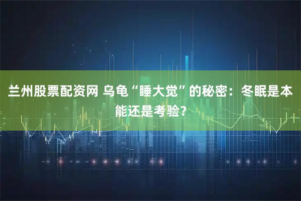 兰州股票配资网 乌龟“睡大觉”的秘密：冬眠是本能还是考验？
